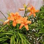 Hemerocallis fulva Bloem