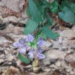 Prunella hastifolia Fula