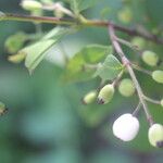 Chiococca alba Fruit