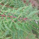 Rhus glabra Hoja