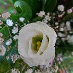 Eustoma russellianum Leaf