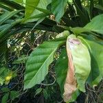 Morinda citrifolia Лист