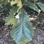 Quercus michauxii Leaf