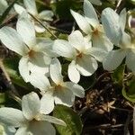 Viola suavis 花