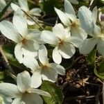 Viola suavis Flower