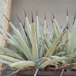 Agave macroacantha Ліст