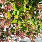 Abelia x grandiflora Folha