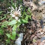 Monarda russeliana Lorea