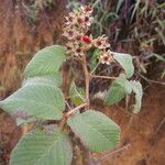Rubus adenotrichos Cvet