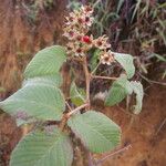 Rubus adenotrichos 花