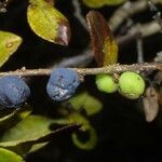 Forestiera ligustrina Fruit