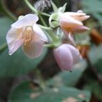 Dombeya burgessiae Цвят