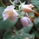 Dombeya burgessiae Květ