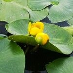 Nuphar luteaപുഷ്പം