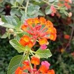 Lantana aculeata Flors