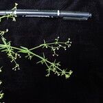 Galium hirtiflorum Характер