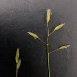 Danthonia decumbens Çiçek