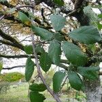 Rubus questieri Blad