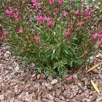 Gaura lindheimeri Floare