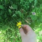 Lotus corniculatusFlower