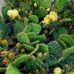 Opuntia phaeacantha ᱥᱟᱠᱟᱢ