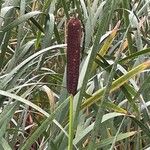 Typha latifolia 花