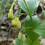 Polygonatum latifolium Květ