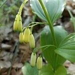 Polygonatum latifolium फूल