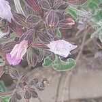 Salvia fruticosa 花