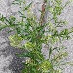 Lepidium virginicum Habit