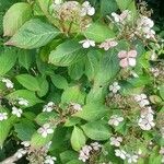 Hydrangea serrata Агульны выгляд