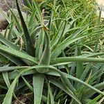 Aloe vera Hábito