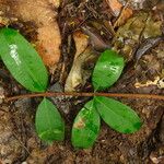 Pycnobotrya nitida Φύλλο
