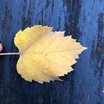 Populus grandidentata Folha