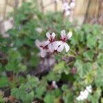 Pelargonium odoratissimum Flower