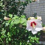 Hibiscus syriacus Çiçek