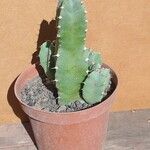 Euphorbia resinifera Yaprak