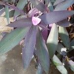 Tradescantia pallidaYaprak