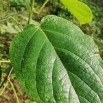 Clerodendrum welwitschii Leaf