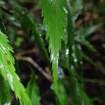 Asplenium friesiorum Folha