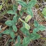 Trifolium pratense Leaf