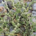 Atriplex glabriuscula Συνήθη χαρακτηριστικά