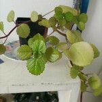 Plectranthus verticillatus Лист