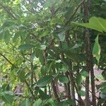 Erythroxylum suberosum Folla