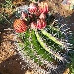 Ferocactus herrerae Flower