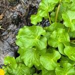 Caltha palustris Blatt