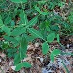 Euphorbia carniolica Folha