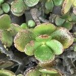 Crassula multicava পাতা