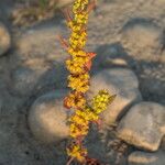 Rumex dentatus Habitus