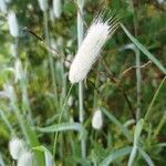 Lagurus ovatusFlower